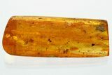 Fossil Aphid Exuvia and Two True Midges In Baltic Amber #372571-1